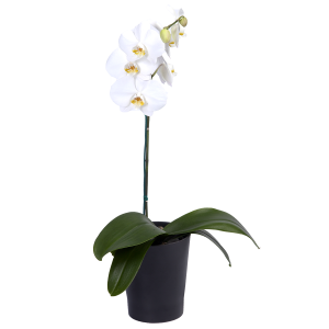 Orquideas blancas