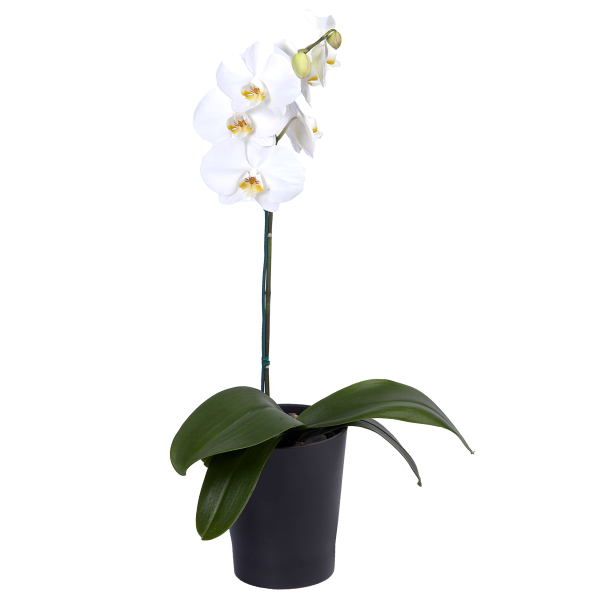 Orquideas blancas