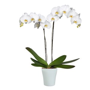 Orquídea Catleya