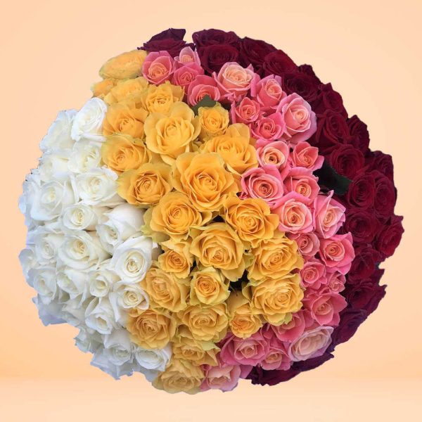rainbow-rosas_optimized rainbow-rosas_optimized