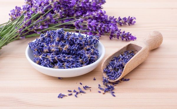 flor seca natural flores de lavanda secas
