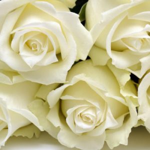 rosas blancas bonitas