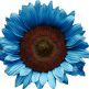 girasol azul