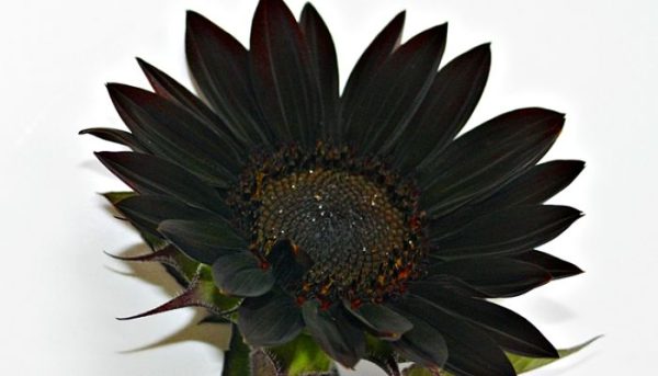 girasol gigante girasoles y tulipanes